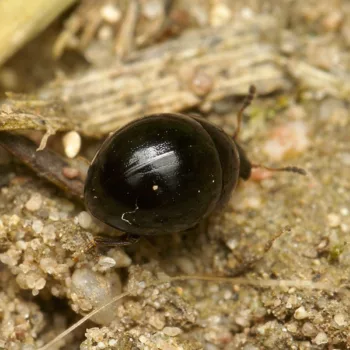 an einem Feldweg in Urberach, Rödermark (08.07.2024) Anisotoma cf. glabra (Schwammkugelspinner)