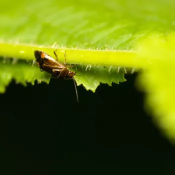 an einem Feldweg in Urberach, Rödermark (01.07.2024) Deraeocoris flavilinea (Weichwanze)