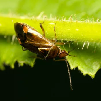an einem Feldweg in Urberach, Rödermark (01.07.2024) Deraeocoris flavilinea (Weichwanze)