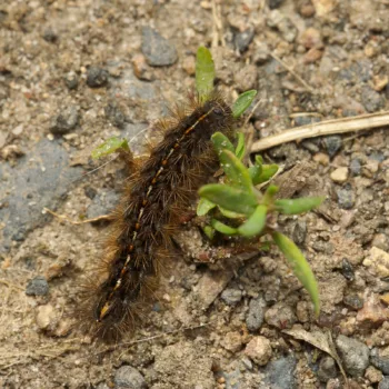 Raupe an einem Feldweg in Urberach, Rödermark (14.07.2024) Diacrisia sannio (Rotrandbär)