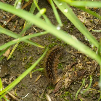 Raupe an einem Feldweg in Urberach, Rödermark (14.07.2024) Diacrisia sannio (Rotrandbär)