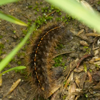 Raupe an einem Feldweg in Urberach, Rödermark (14.07.2024) Diacrisia sannio (Rotrandbär)
