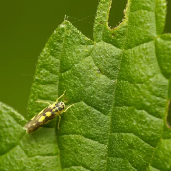 auf Urtica dioica (Große Brennnessel) an einem Feldweg in Urberach, Rödermark (01.07.2024) Eupteryx cf. aurata (Gold-Blattzikade)