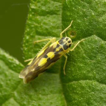 auf Urtica dioica (Große Brennnessel) an einem Feldweg in Urberach, Rödermark (01.07.2024) Eupteryx cf. aurata (Gold-Blattzikade)