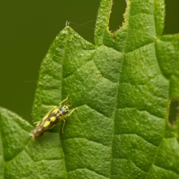 auf Urtica dioica (Große Brennnessel) an einem Feldweg in Urberach, Rödermark (01.07.2024) Eupteryx cf. aurata (Gold-Blattzikade)