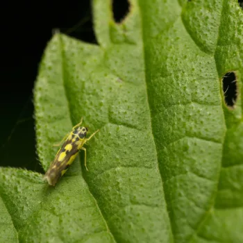 auf Urtica dioica (Große Brennnessel) an einem Feldweg in Urberach, Rödermark (01.07.2024) Eupteryx cf. aurata (Gold-Blattzikade)