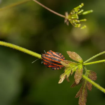 Graphosoma italicum (Streifenwanze)