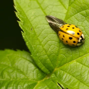 an einem Feldweg in Urberach, Rödermark (01.07.2024) Harmonia axyridis (Asiatischer Marienkäfer)