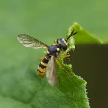 im Garten in Urberach, Rödermark (18.07.2024) Leopoldius sp. (Dickkopffliege)