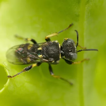 Weibchen im Garten in Urberach, Rödermark (03.07.2024) Oxybelus cf. mucronatus (Fliegenspießwespe)
