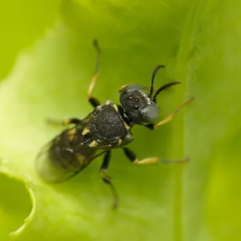 Weibchen im Garten in Urberach, Rödermark (03.07.2024) Oxybelus cf. mucronatus (Fliegenspießwespe)