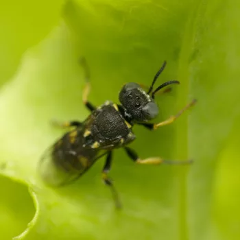Weibchen im Garten in Urberach, Rödermark (03.07.2024) Oxybelus cf. mucronatus (Fliegenspießwespe)