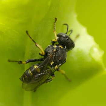 Weibchen im Garten in Urberach, Rödermark (03.07.2024) Oxybelus cf. mucronatus (Fliegenspießwespe)