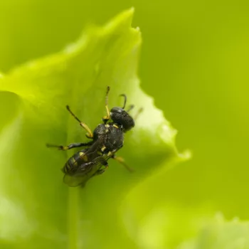 Weibchen im Garten in Urberach, Rödermark (03.07.2024) Oxybelus cf. mucronatus (Fliegenspießwespe)