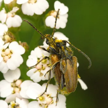 Paarung an einem Feldweg in Urberach, Rödermark (01.07.2024) Pseudovadonia livida (Kleiner Halsbock)