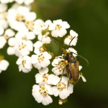 Paarung an einem Feldweg in Urberach, Rödermark (01.07.2024) Pseudovadonia livida (Kleiner Halsbock)