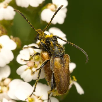 Paarung an einem Feldweg in Urberach, Rödermark (01.07.2024) Pseudovadonia livida (Kleiner Halsbock)