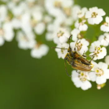Paarung an einem Feldweg in Urberach, Rödermark (01.07.2024) Pseudovadonia livida (Kleiner Halsbock)
