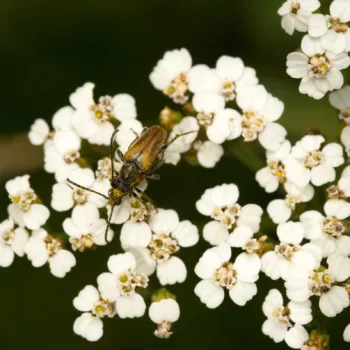 Paarung an einem Feldweg in Urberach, Rödermark (01.07.2024) Pseudovadonia livida (Kleiner Halsbock)