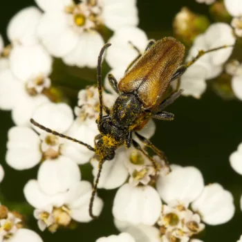 Paarung an einem Feldweg in Urberach, Rödermark (01.07.2024) Pseudovadonia livida (Kleiner Halsbock)