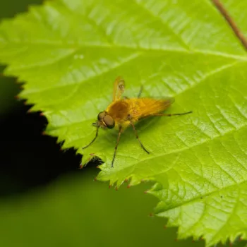 Männchen an einem Feldweg in Urberach, Rödermark (08.07.2024) Thereva nobilitata (Gewöhnliche Stilettfliege)