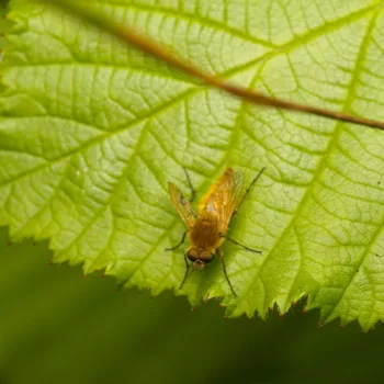 Männchen an einem Feldweg in Urberach, Rödermark (08.07.2024) Thereva nobilitata (Gewöhnliche Stilettfliege)
