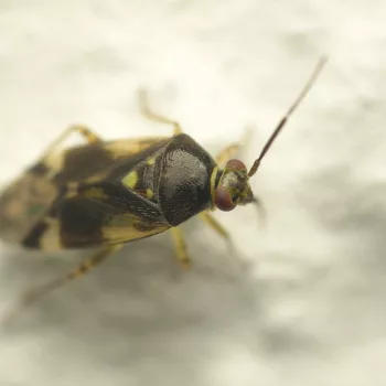 Männchen am Haus in Urberach, Rödermark (17.06.2024) Orthops basalis (Gemeine Doldenwanze)
