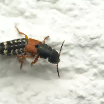 am Haus in Urberach, Rödermark (23.06.2024) Platydracus stercorarius (Kurzflügler)