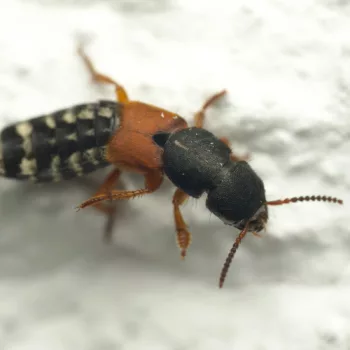 am Haus in Urberach, Rödermark (23.06.2024) Platydracus stercorarius (Kurzflügler)