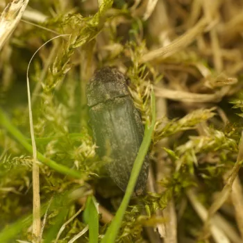 am Waldrand in Urberach, Rödermark (27.05.2024) Agrypnus murinus (Mausgrauer Schnellkäfer)
