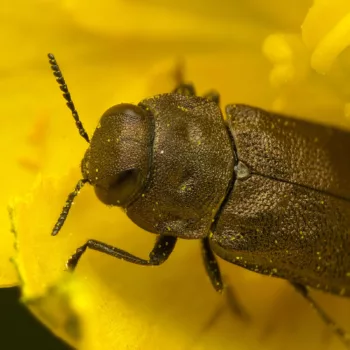 Anthaxia quadripunctata (Vierpunktiger Kiefernprachtkäfer)