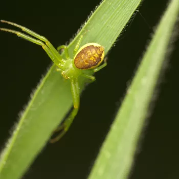 Weibchen am Waldrand in Urberach, Rödermark (11.05.2024) Diaea dorsata (Grüne Krabbenspinne)
