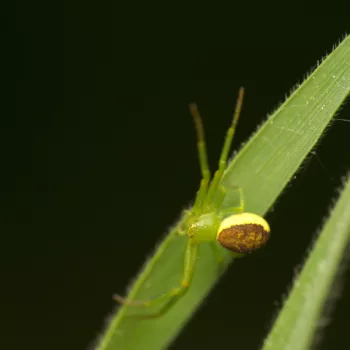 Weibchen am Waldrand in Urberach, Rödermark (11.05.2024) Diaea dorsata (Grüne Krabbenspinne)
