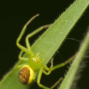 Weibchen am Waldrand in Urberach, Rödermark (11.05.2024) Diaea dorsata (Grüne Krabbenspinne)