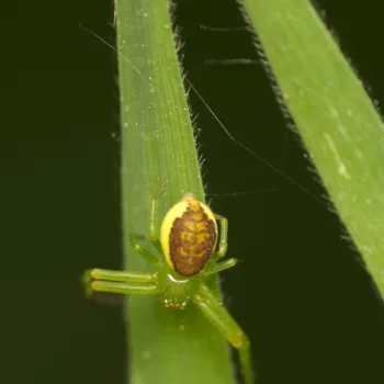 Weibchen am Waldrand in Urberach, Rödermark (11.05.2024) Diaea dorsata (Grüne Krabbenspinne)