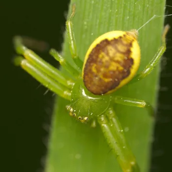 Weibchen am Waldrand in Urberach, Rödermark (11.05.2024) Diaea dorsata (Grüne Krabbenspinne)