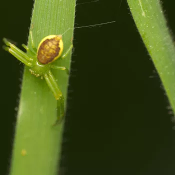 Weibchen am Waldrand in Urberach, Rödermark (11.05.2024) Diaea dorsata (Grüne Krabbenspinne)