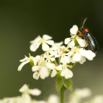 am Waldrand in Urberach, Rödermark (11.05.2024) Oulema melanopus/duftschmidi (Getreidehähnchen)