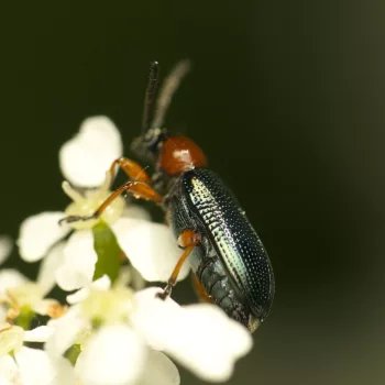 am Waldrand in Urberach, Rödermark (11.05.2024) Oulema melanopus/duftschmidi (Getreidehähnchen)