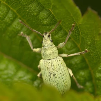 Phyllobius roboretanus (Grünrüssler)