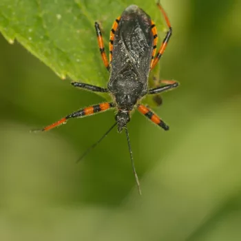 am Waldrand in Urberach, Rödermark (11.05.2024) Rhynocoris annulatus (Geringelte Raubwanze)