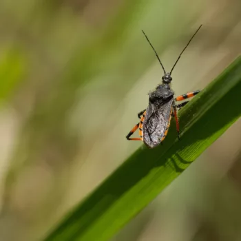 am Waldrand in Urberach, Rödermark (11.05.2024) Rhynocoris annulatus (Geringelte Raubwanze)