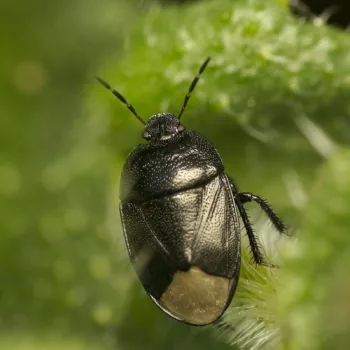 Sehirus morio (Großer Mohr)