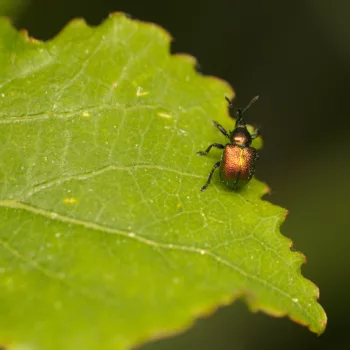 im Wald bei Urberach, Rödermark (09.05.2024) Byctiscus populi (Pappelblattroller)