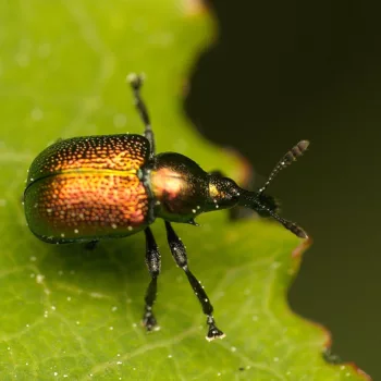 im Wald bei Urberach, Rödermark (09.05.2024) Byctiscus populi (Pappelblattroller)