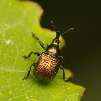 im Wald bei Urberach, Rödermark (09.05.2024) Byctiscus populi (Pappelblattroller)