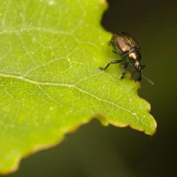 im Wald bei Urberach, Rödermark (09.05.2024) Byctiscus populi (Pappelblattroller)