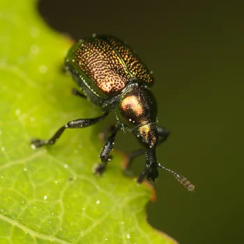 im Wald bei Urberach, Rödermark (09.05.2024) Byctiscus populi (Pappelblattroller)