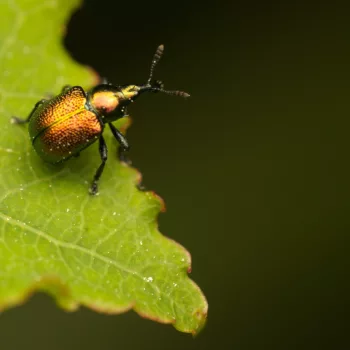 im Wald bei Urberach, Rödermark (09.05.2024) Byctiscus populi (Pappelblattroller)