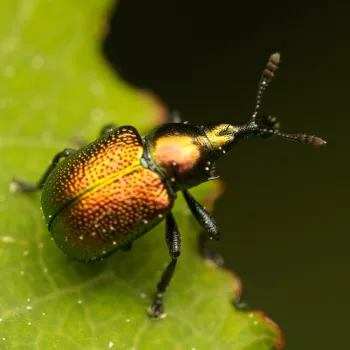 im Wald bei Urberach, Rödermark (09.05.2024) Byctiscus populi (Pappelblattroller)